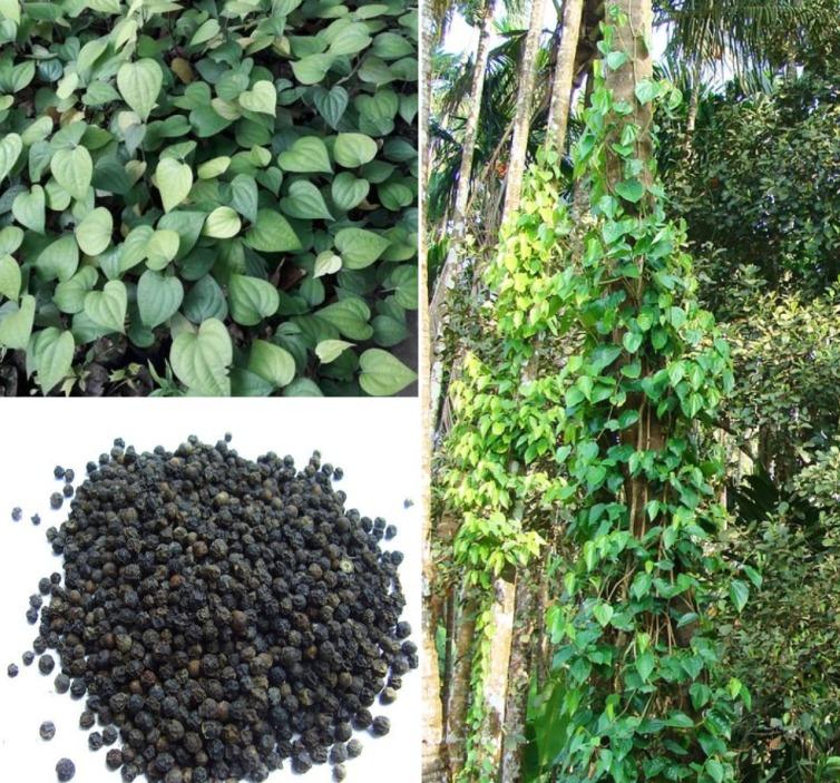 Black Pepper