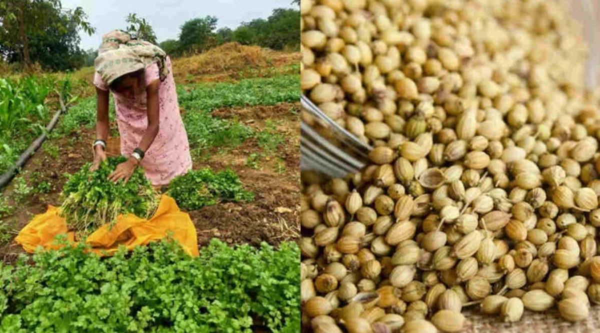 Coriander Seeds export quality India