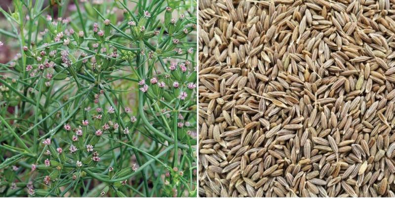 Cumin Seeds export quality India