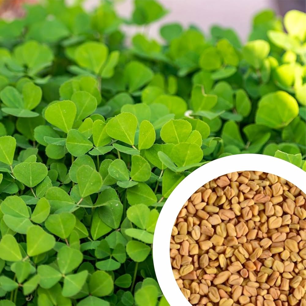Fenugreek Seeds export quality India