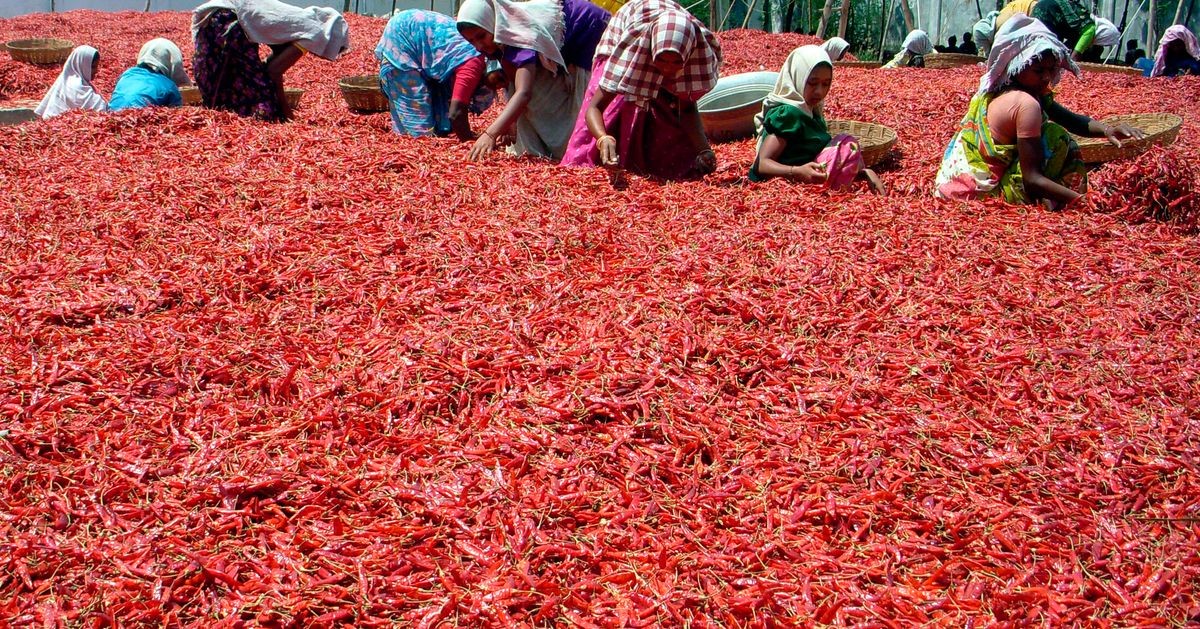 Red Chilli export quality India